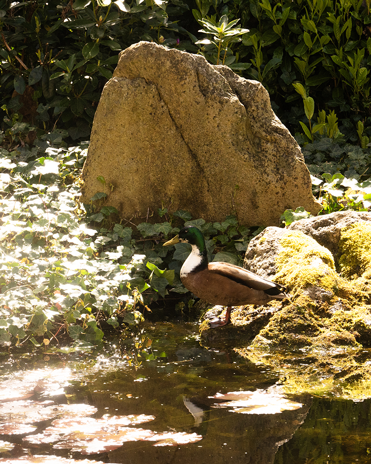 Zen.nl, Zen, meditatie, leren mediteren, foto